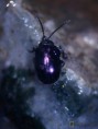/album/coleoptera/chrysolina-violacea-jpg/